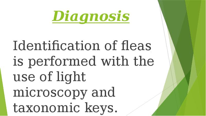 Diagnosis
Identification of fleas is performed with the use of light Diagnosis
Identification of fleas is performed with the use of light
