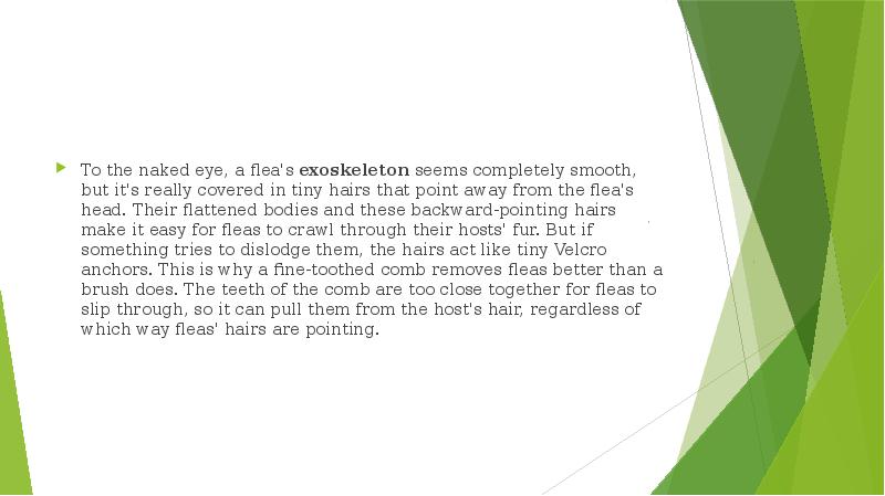 To the naked eye, a flea's exoskeleton seems completely smooth, but it's really To the naked eye, a flea's exoskeleton seems completely smooth, but it's really
