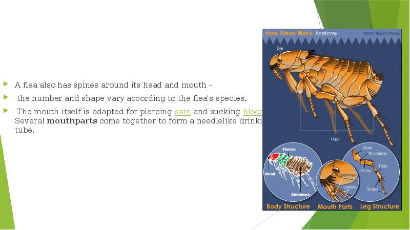 A flea also has spines around its head and mouth –
A flea also has spines around its head and mouth –