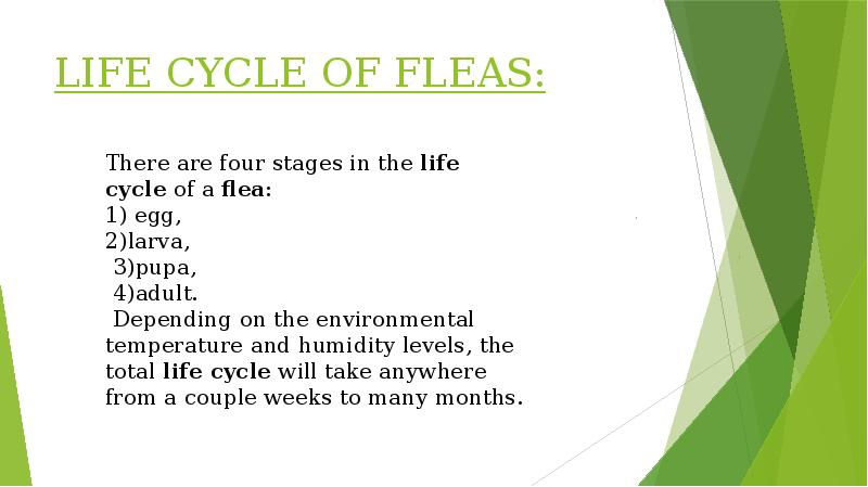 LIFE CYCLE OF FLEAS: LIFE CYCLE OF FLEAS:
