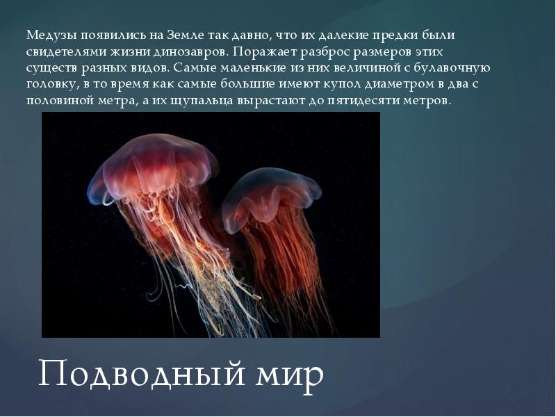 цикл развития сцифоидной медузы. цикл развития сцифоидной медузы схема. схема размножения сцифоидных. цикл развития сцифоидной медузы схема. жизненный цикл медуз ( в виде схемы).