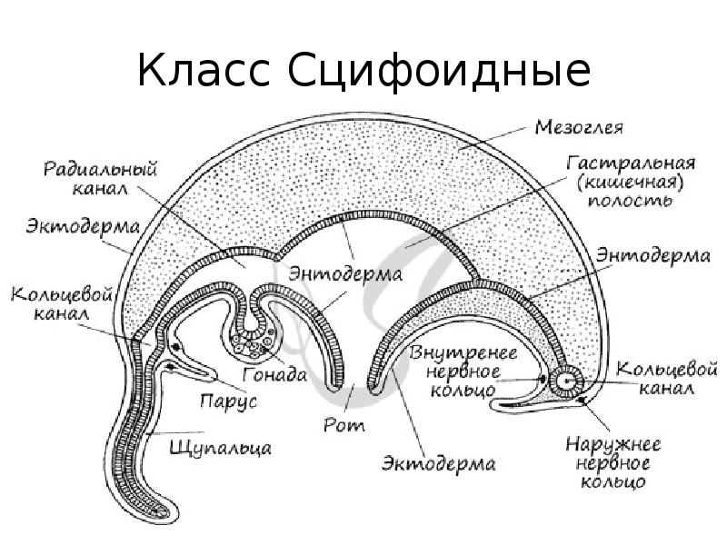 Строение медузы рисунок с подписями