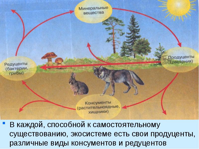 Графическое изображение соотношения между продуцентами консументами и редуцентами в экосистеме