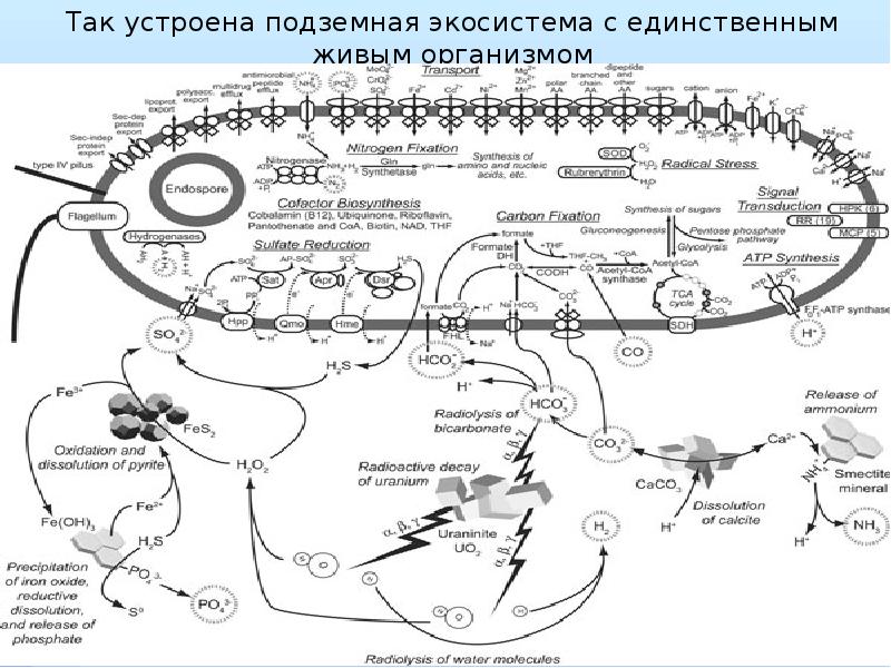 Заполните пропуск в схеме общей структуры экосистем