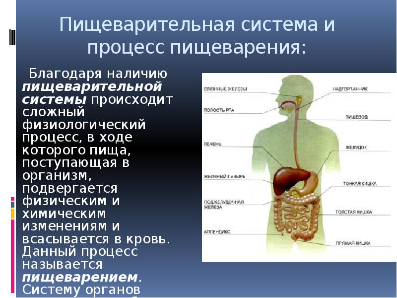 Какие органы пищеварения возникли у птиц