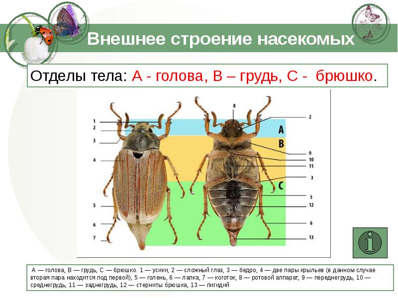 Внешнее строение насекомых презентация