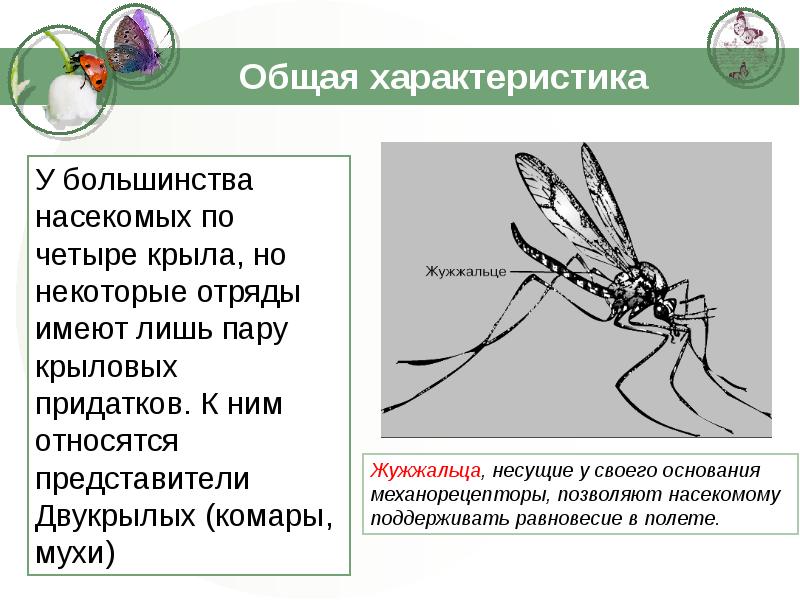 Общая характеристика насекомых презентация - 92 фото