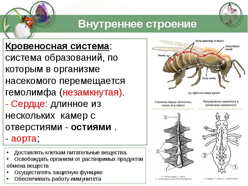 Презентация класс насекомые 7 класс биология пасечник