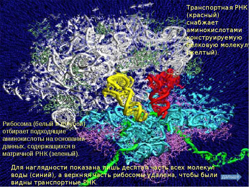 В процессе трансляции участвовало 100 молекул