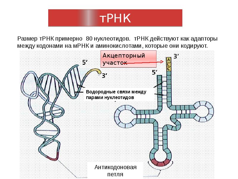 Состав трнк нуклеотида. Участки ТРНК Соединенные водородными связями. Размер ТРНК. ТРНК водородные связи. Транспортная РНК.