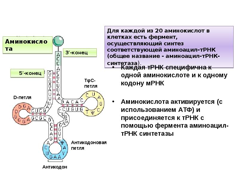 Трнк ирнк перенос аминокислот