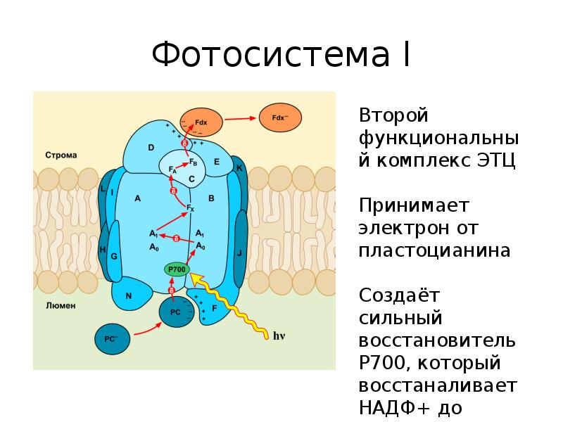 Фотосистема 2 схема