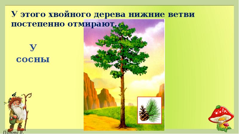 Почему в лесу нижние ветки у сосны. Почему у сосны нижние ветки отмирают. Почему в лесу нижние ветки у сосны отмирают. Почему у сосны нижние ветки. Почему в лесу нижние ветки у сосны отмирают а у ели нет.