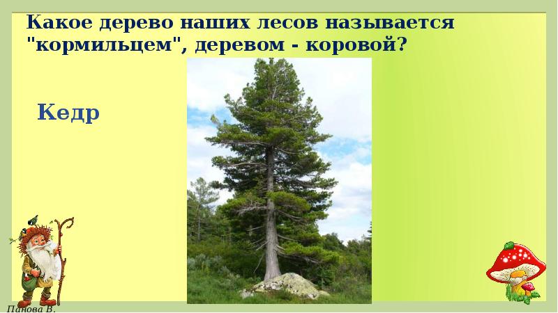 Главный в лесу как называется. Самое сладкое дерево наших лесов. Дерево корова какое дерево. Какое дерево называется кормильцем и деревом коровой. Дерево-корова кедр.