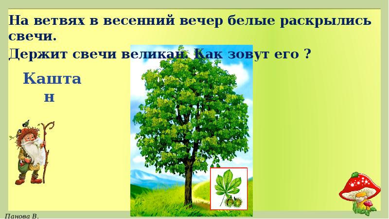 Как его зовут. На ветвях в весенний вечер белые. Держит свечи великан как зовут его. На ветвях в весенний ветер белые раскрылись свечи. На ветвях весенний вечер белые раскрылись свечи держит свечи велика.