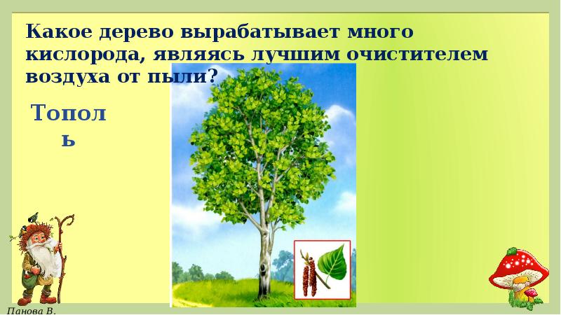 Какое дерево ответ. Какие деревья вырабатывают кислород. Какие деревья много кислорода вырабатывают. Какие деревья больше всего выделяют кислород. Деревья которые вырабатывают больше всего кислорода.