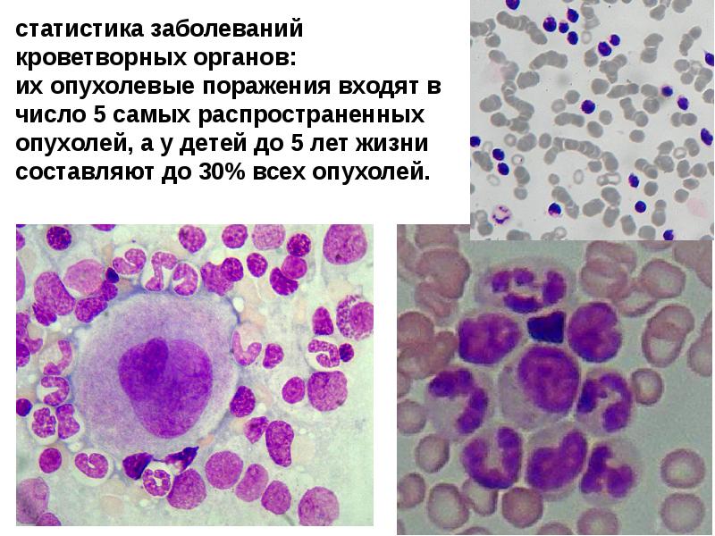 Лимфоидная ткань органы