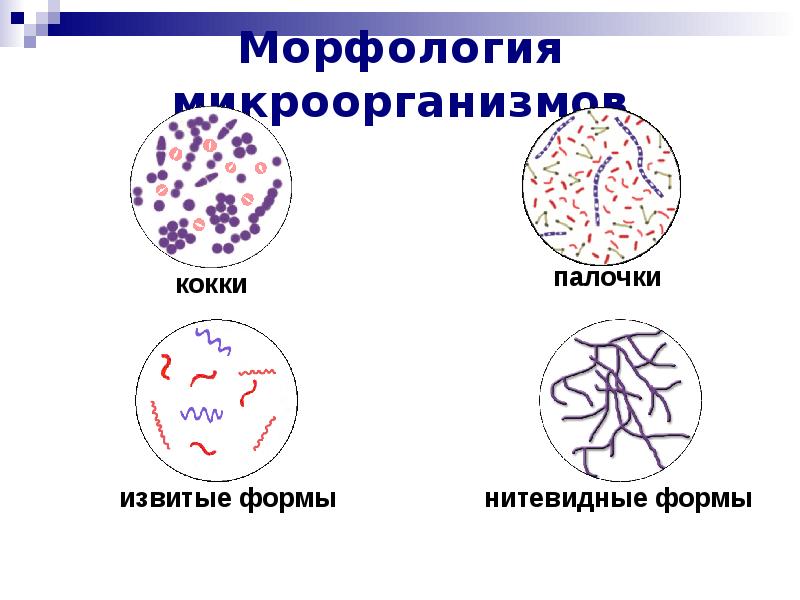 Классификация микроорганизмов морфология микроорганизмов презентация