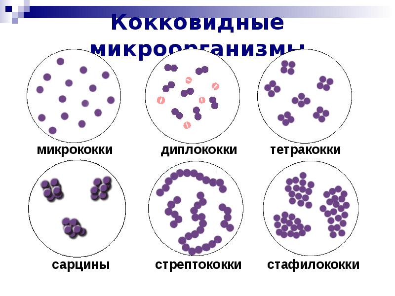 Бактерия диплококки рисунок