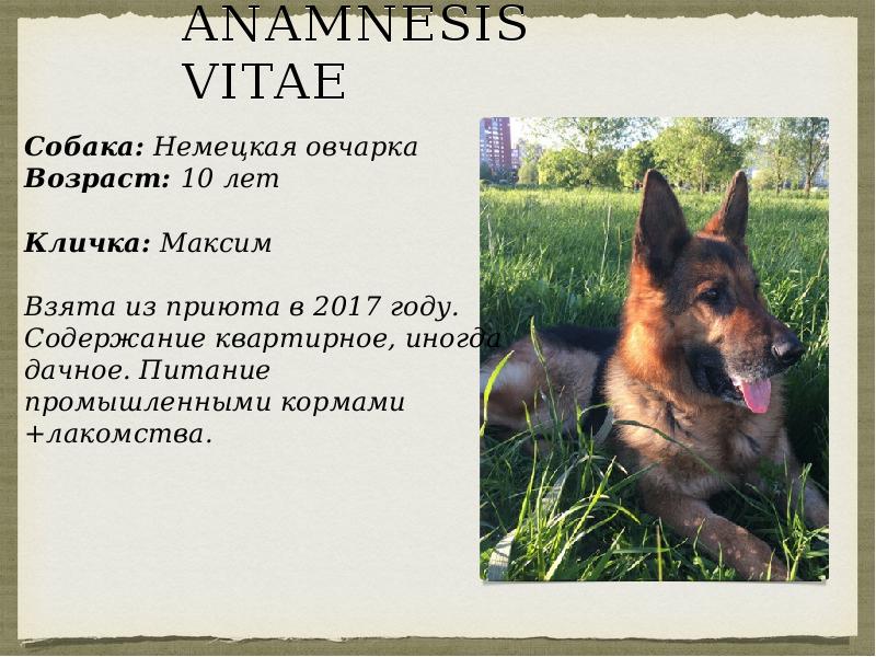 Anamnesis vitae Собака: Немецкая овчарка  Возраст: 10 лет  Кличка: