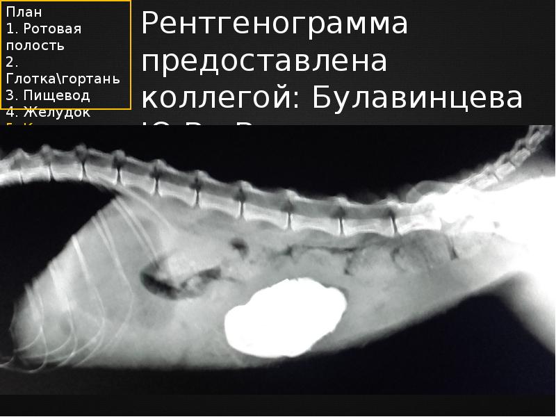 Инородные тела презентация