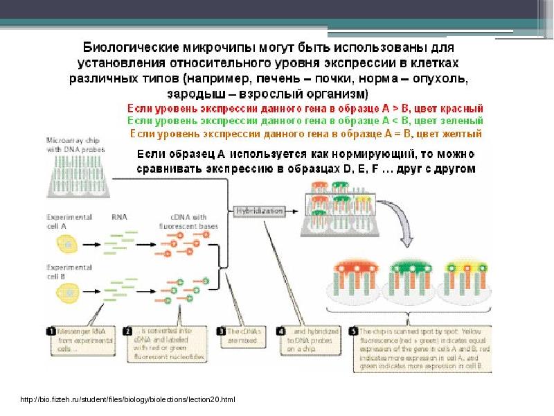 Геном человека презентация