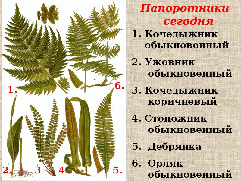 Какие признаки характерны для отдела один из представителей которого изображен на рисунке папоротник