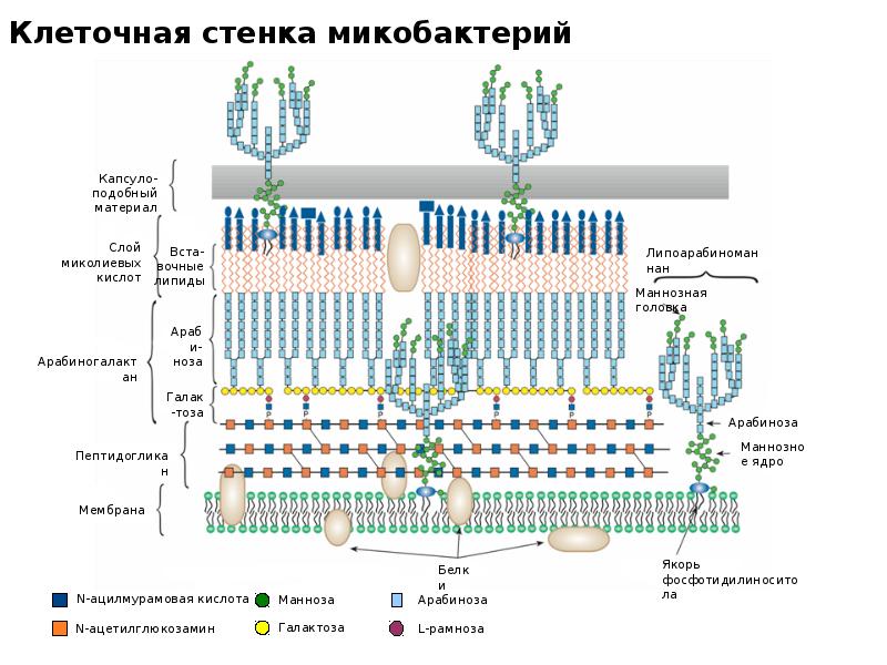 Стенка клетки состоит. Строение клеточной стенки прокариот. Состав клеточной стенки прокариот. Функции клеточной стенки прокариот. Миколовая кислоты в клеточной стенке.