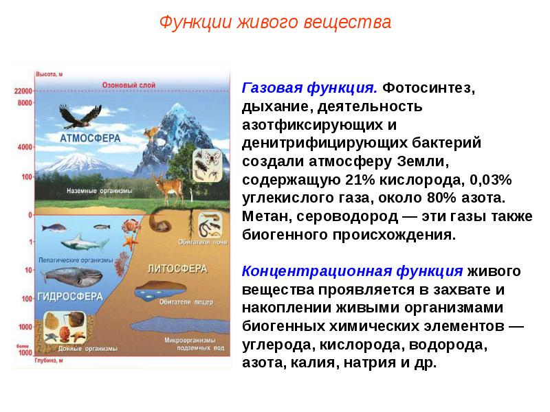 Роль воды в биосфере презентация естествознание 10 класс габриелян