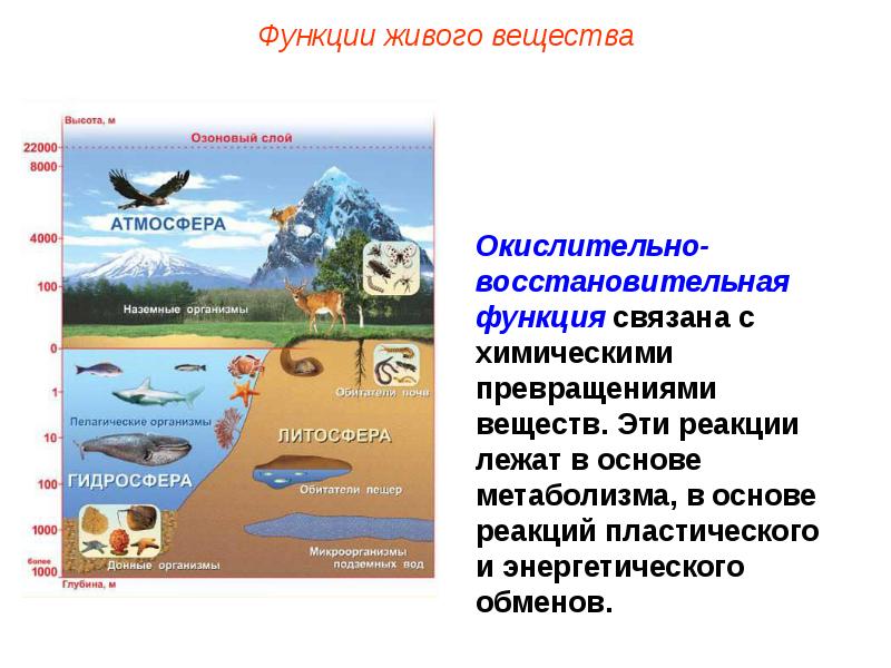 Презентация на тему биосфера средообразующая деятельность организмов 9 класс