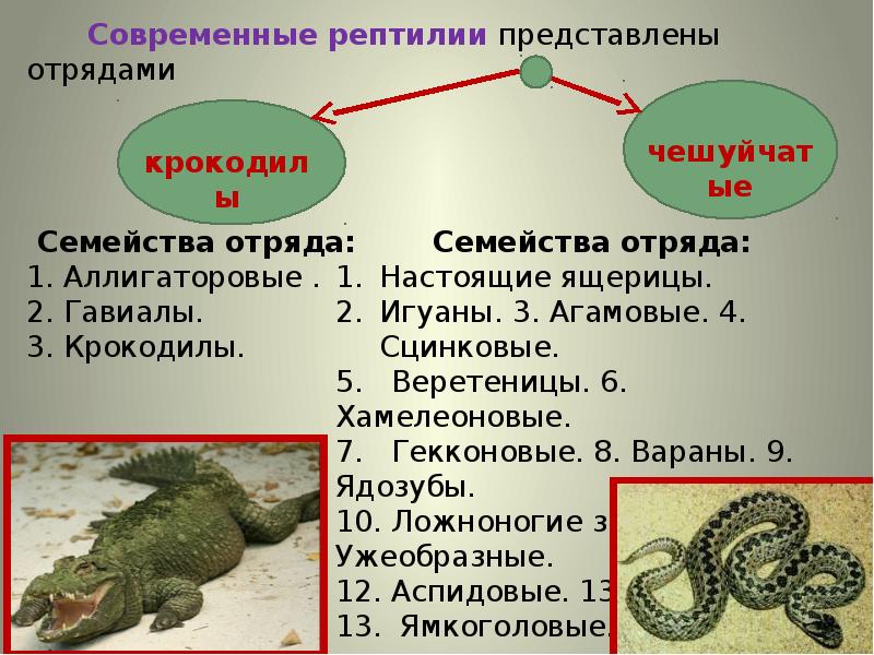 Рептилии отряд чешуйчатые. Варан и крокодил относятся к отряду чешуйчатых. Презентация рептилии и амфибии. Таблица отряд чешуйчатые ящерицы и змеи. Отряд крокодилы классификация.
