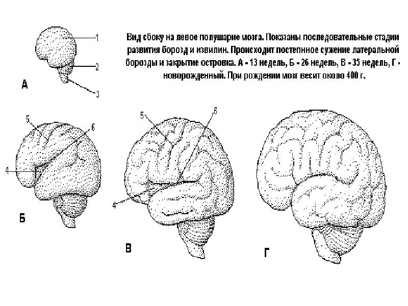 Память в онтогенезе. Основные этапы формирования головного мозга в онтогенезе. Онтогенез головного мозга анатомия. Рост и развитие головного мозга в онтогенезе. Онтогенез нервной системы.