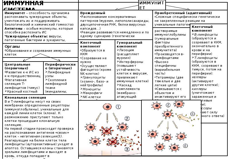 Структура иммунной системы схема - 85 фото