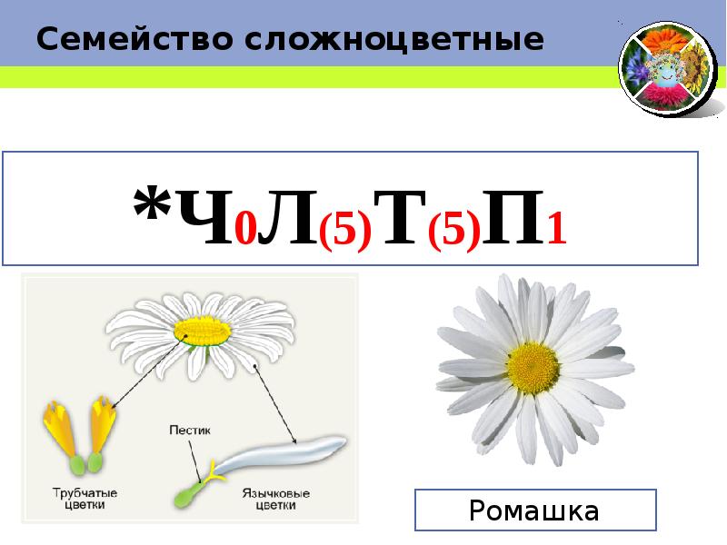 Формула и диаграмма сложноцветных