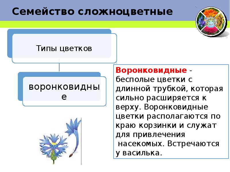 Презентация сложноцветные 6 класс