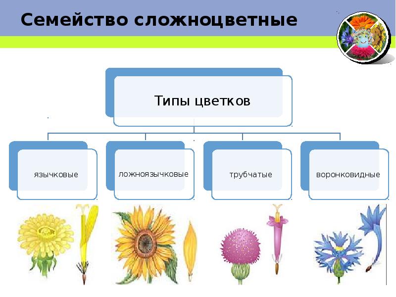 Презентация биология 6 класс сложноцветные