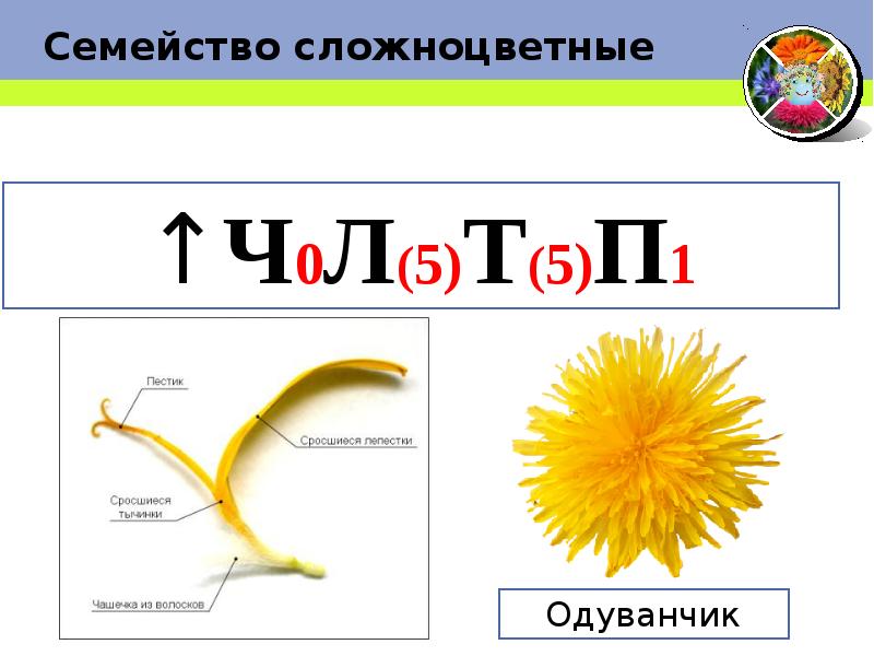 Диаграмма сложноцветных растений