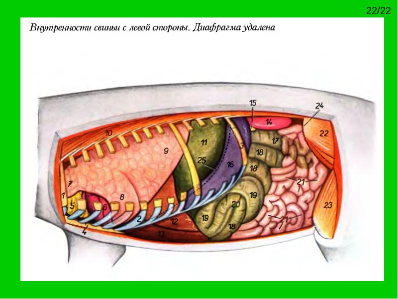 Где находится сердце у свиньи схема