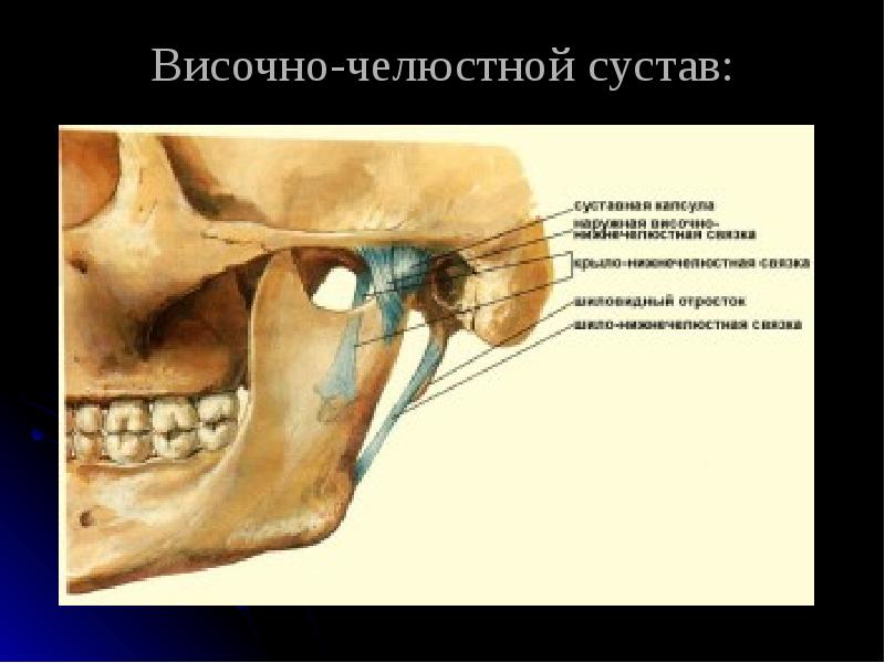 Анатомия внчс презентация