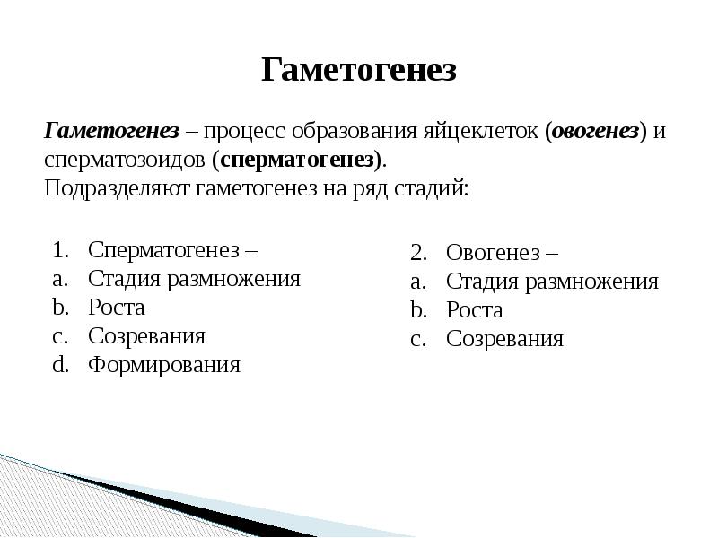 Гаметогенез тест 10