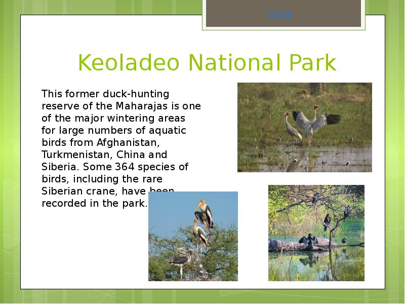 &nbsp; &nbsp; &nbsp;Keoladeo National Park