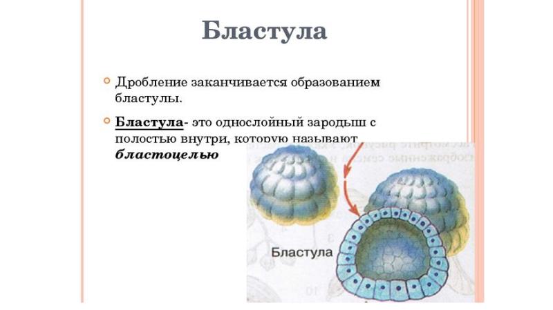 Формирование бластулы