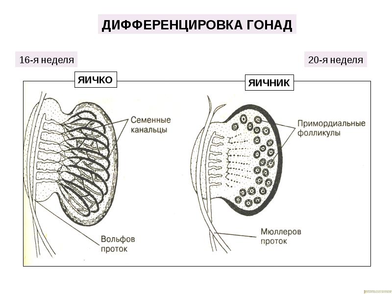 Мужская половая система гистология презентация