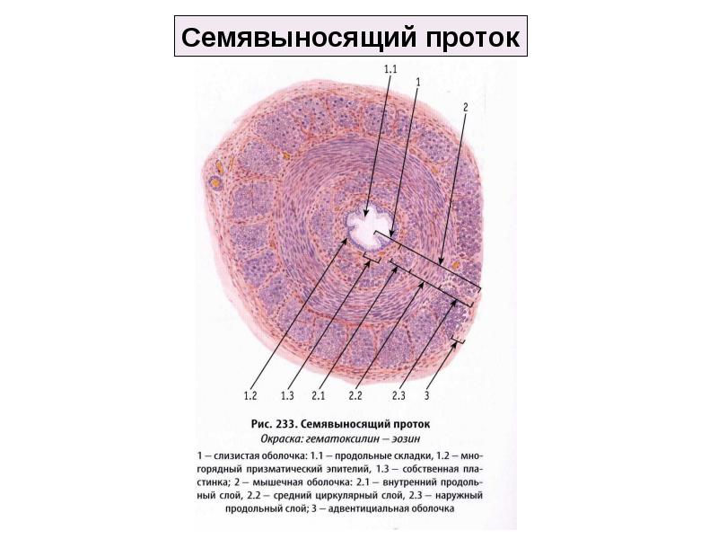 Строение стенки семявыносящего протока