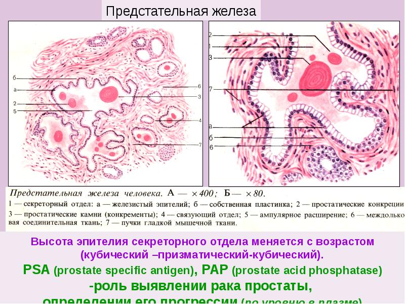 Мужская половая система гистология презентация