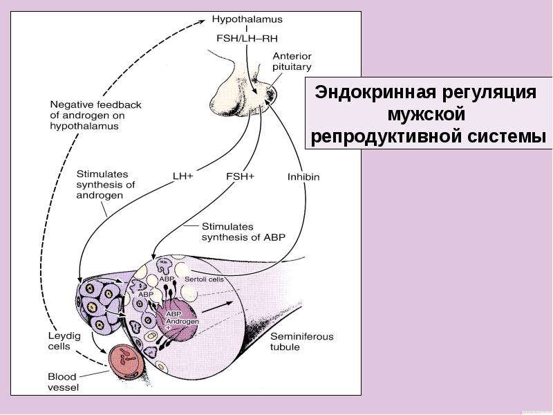 Мужская половая система презентация