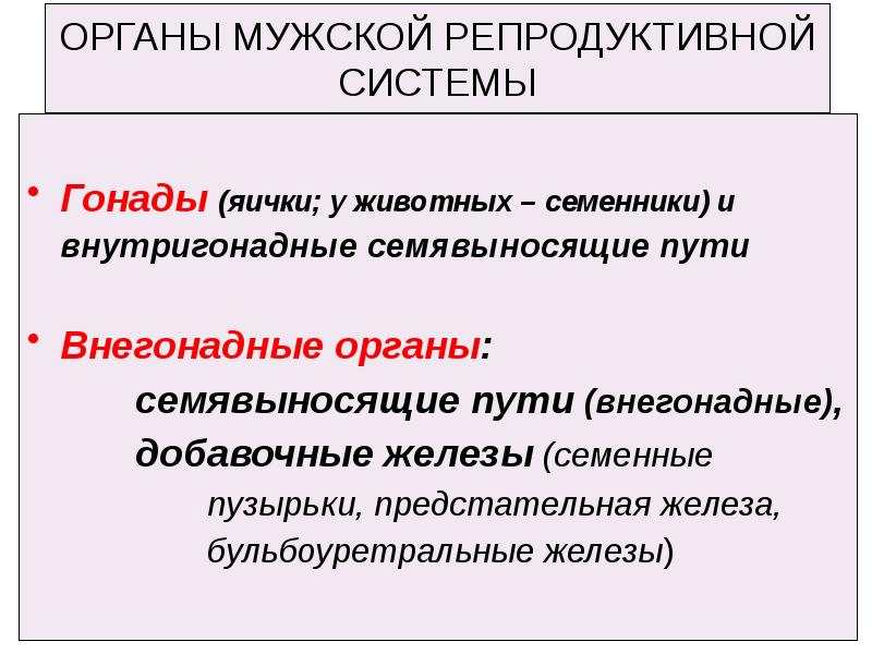 Репродуктивная система мужчины презентация