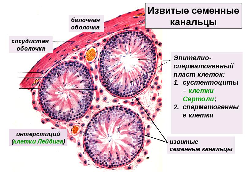 Мужская половая система гистология презентация