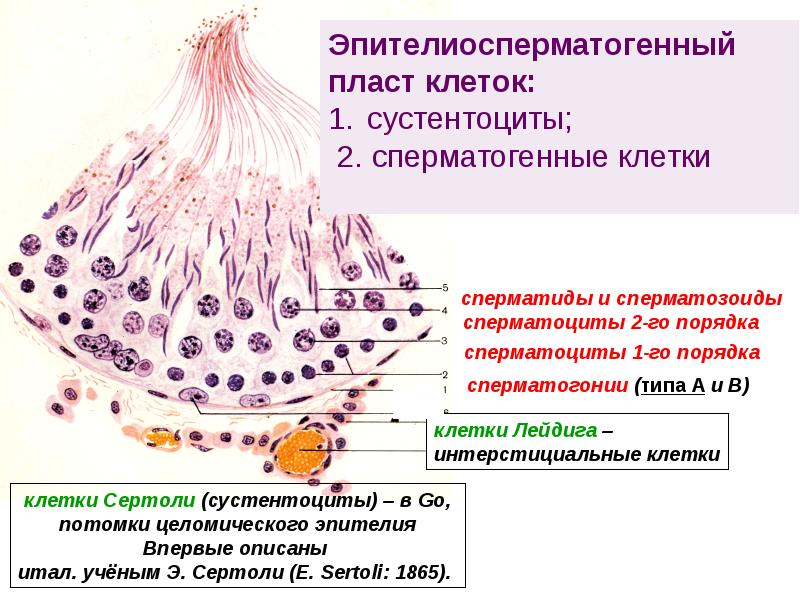 Мужская половая система презентация