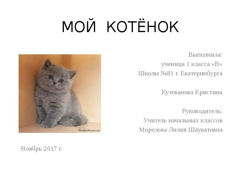 Проект о котенке